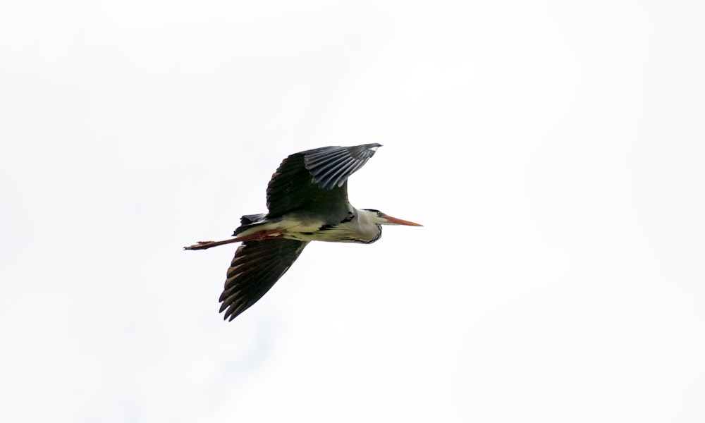 a large bird flying through a cloudy sky