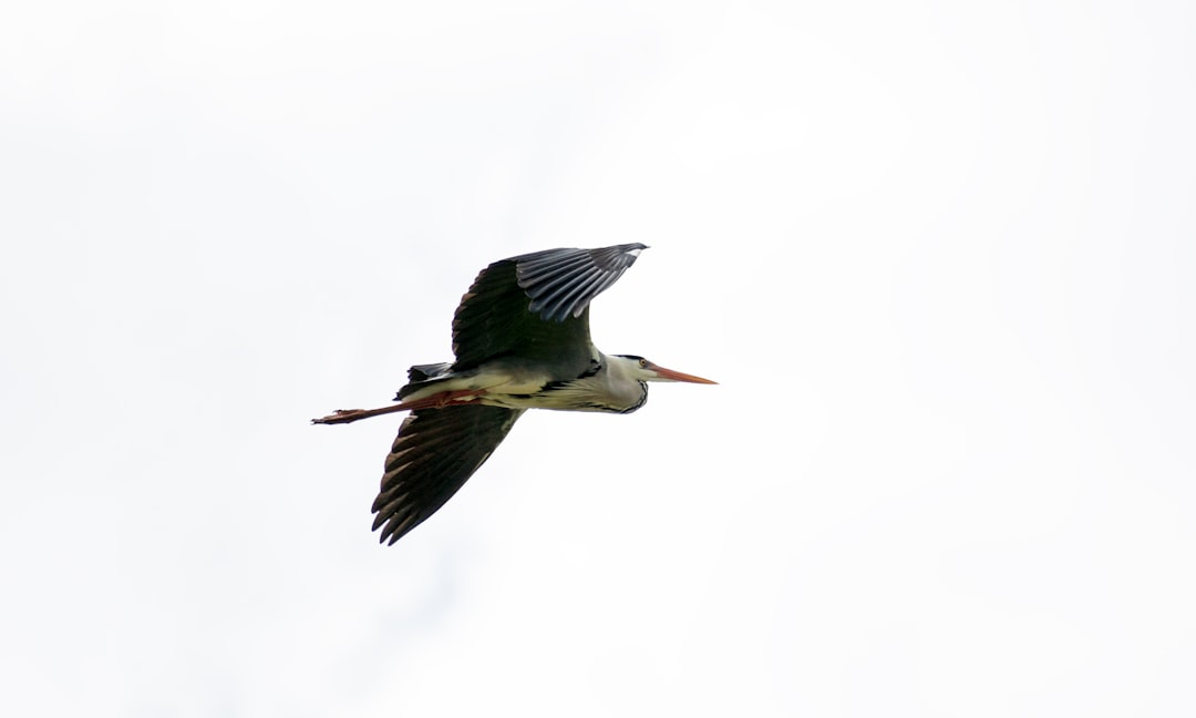 a large bird flying through a cloudy sky,
