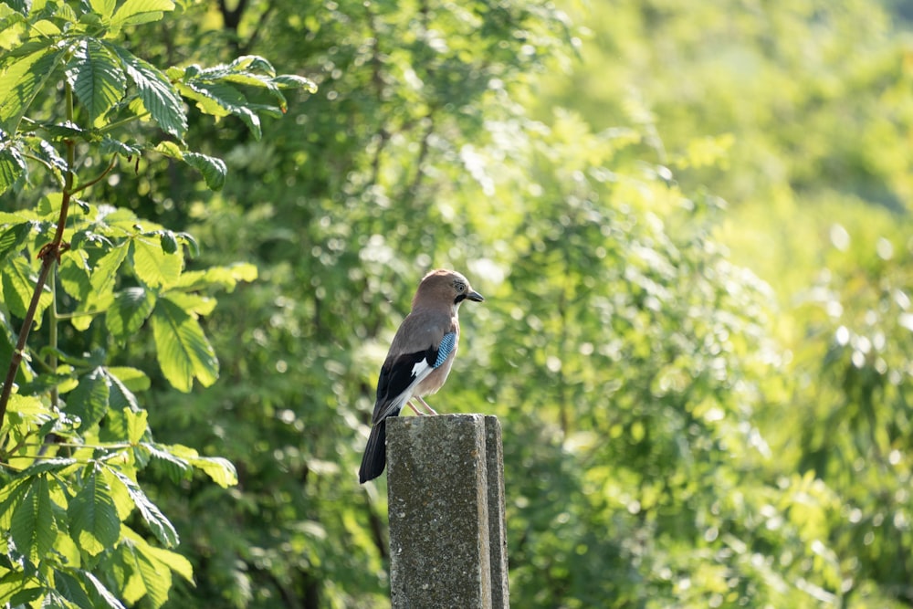 a bird is perched on a post in the woods