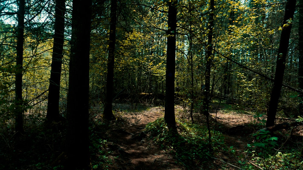 a dirt path in the middle of a forest