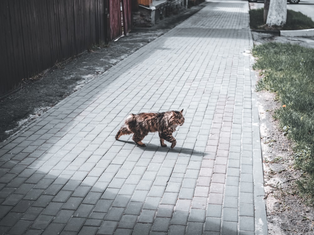 a cat walking down a brick sidewalk next to a fence