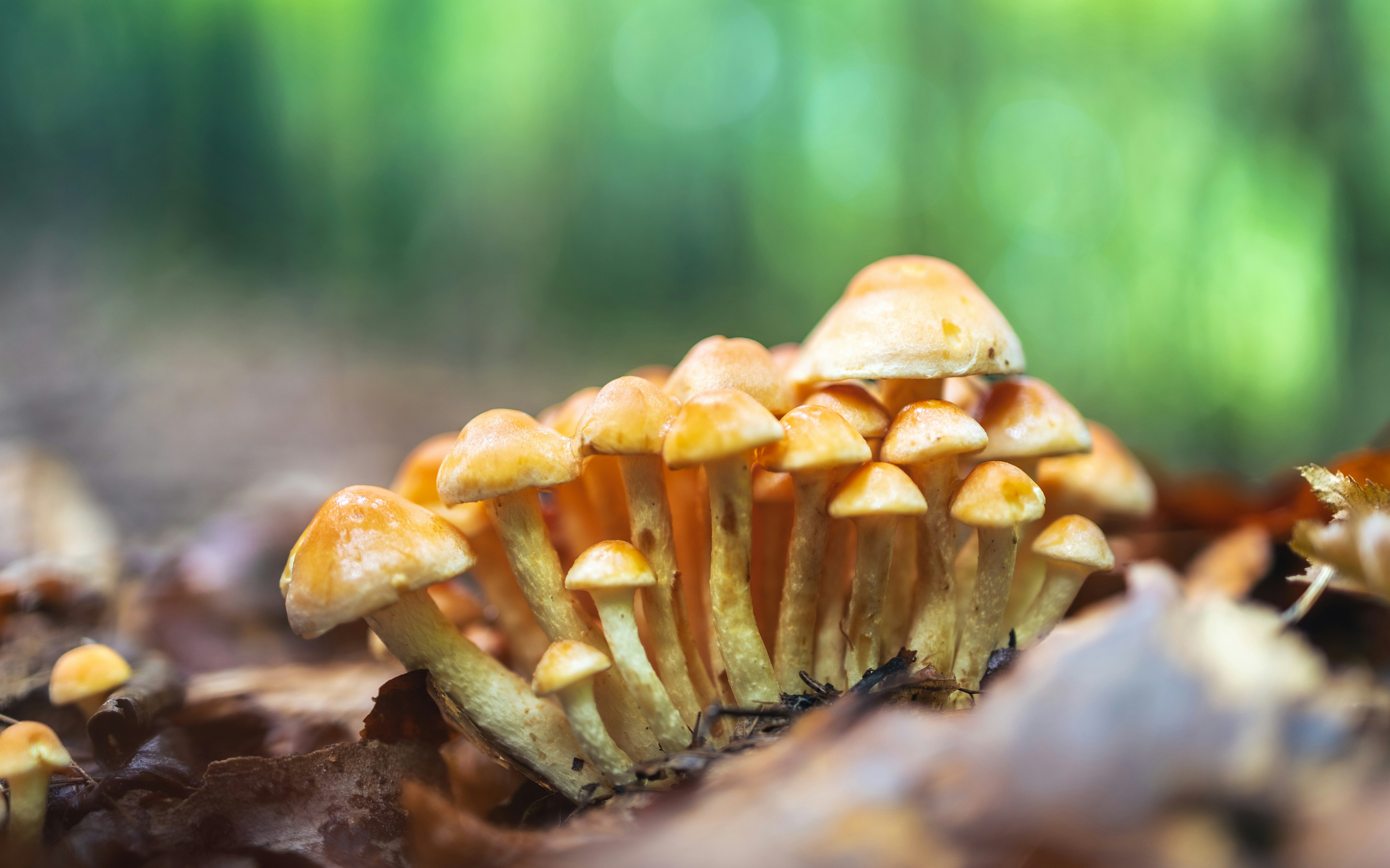 Photo by marekpiwnicki