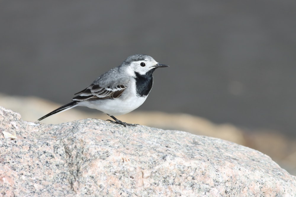 a small bird sitting on top of a large rock