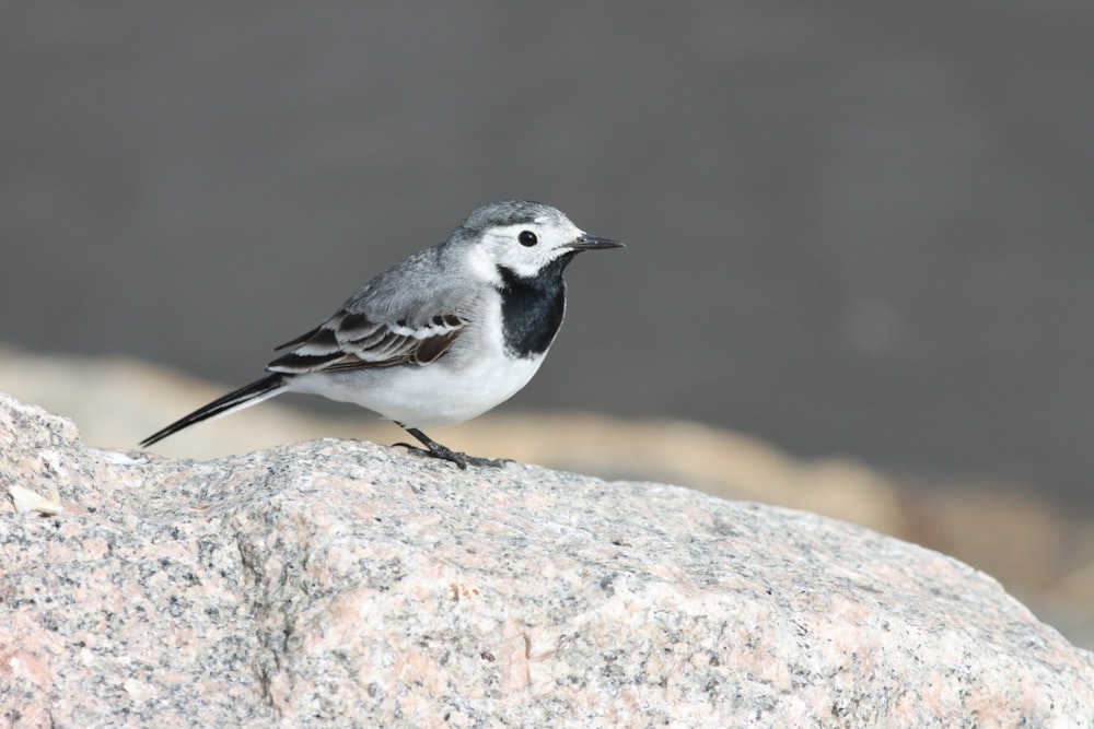 Un pequeño pájaro sentado en la cima de una gran roca