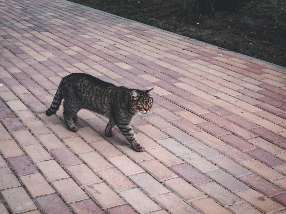 a cat is walking on a brick walkway