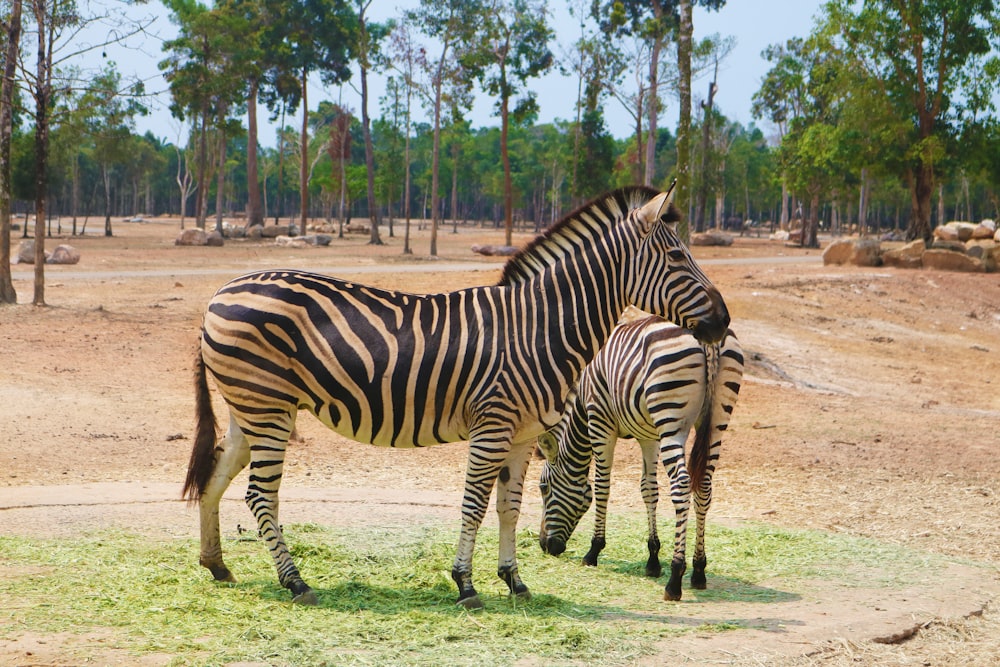 a couple of zebra standing next to each other on a field