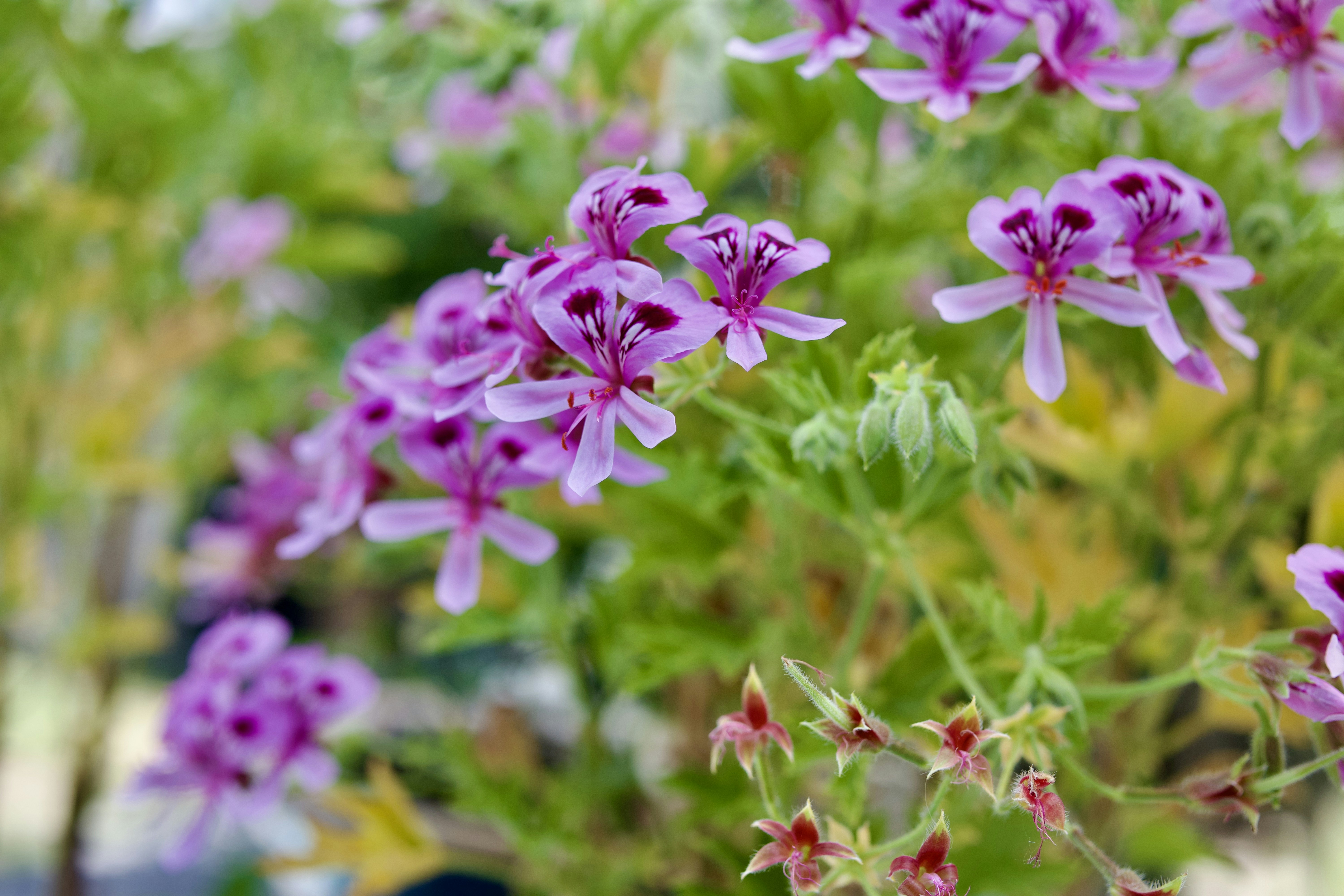 Hoya plant with waxy leaves and flowers