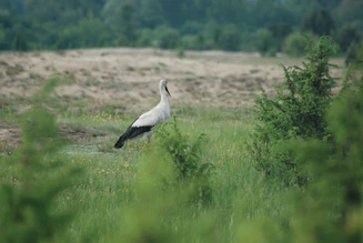 A serene garden scene featuring a majestic stork perched gracefully among blooming flowers.