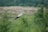 A stork stands gracefully amidst a lush green landscape. Tall grass and shrubs are scattered across the terrain, blending into a backdrop of blurred, dense foliage. The soft colors of nature create a serene and peaceful scene.