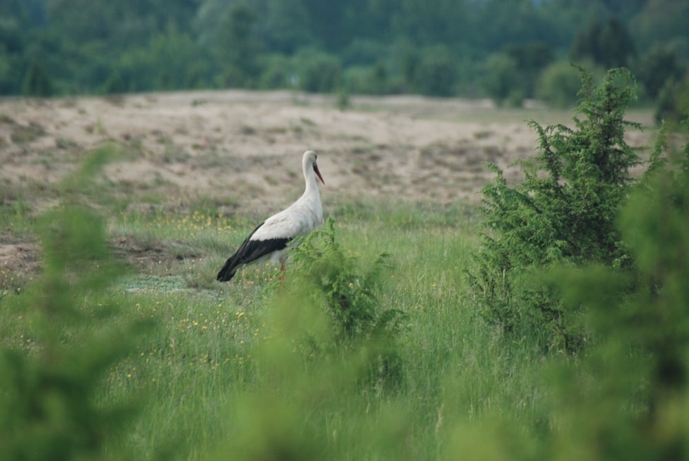 a bird standing in a field of tall grass