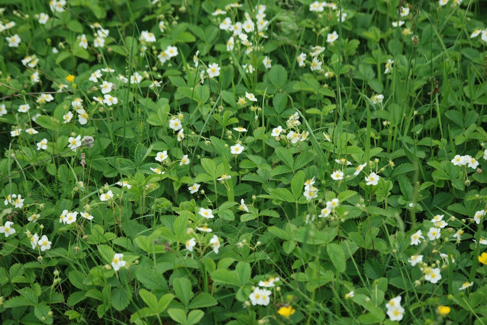 a field full of white flowers and green leaves