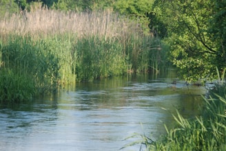 A serene river flowing through lush greenery, reflecting the harmony of a healthy environment.