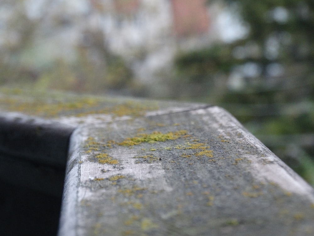 a close up of a cement surface with moss growing on it