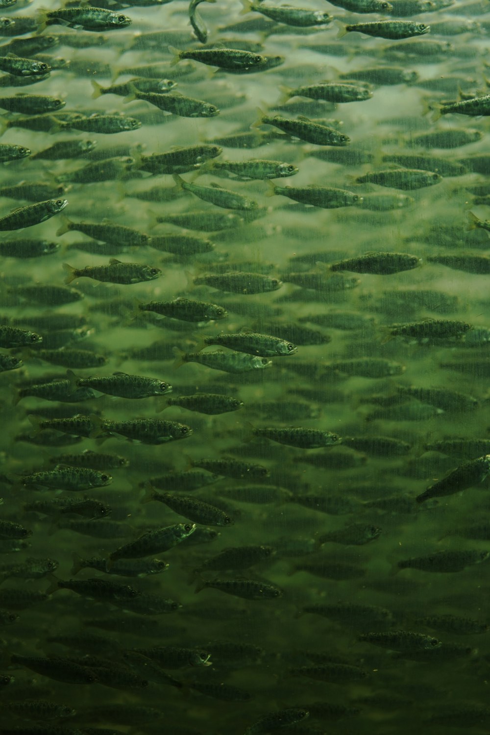 a group of fish swimming in a body of water