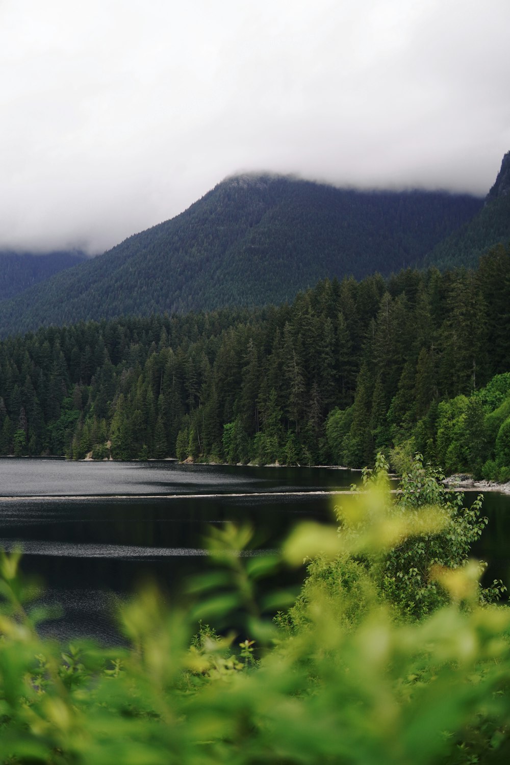 a body of water surrounded by a forest