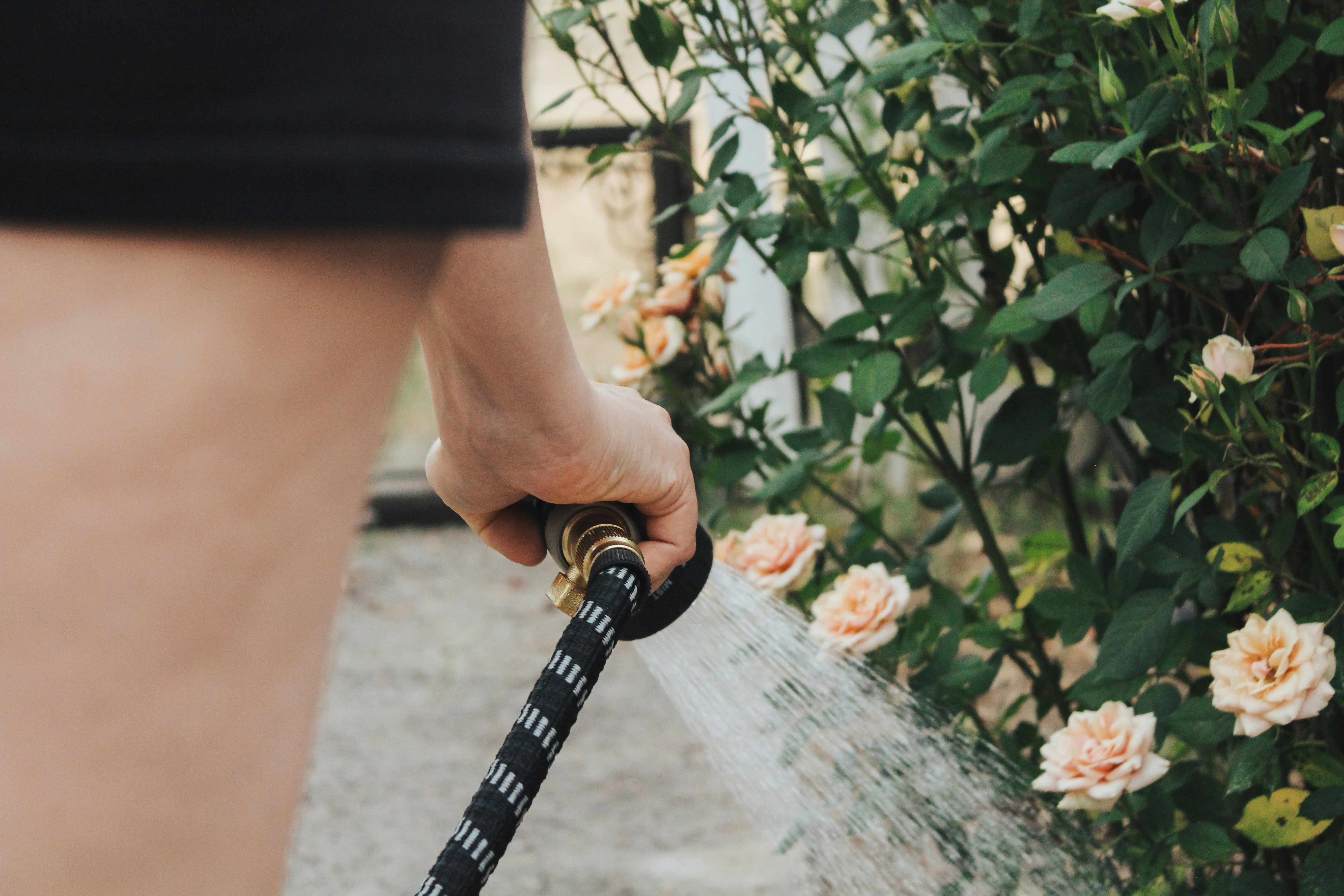 Green ranunculus foliage in a garden bed being watered gently with a watering can.