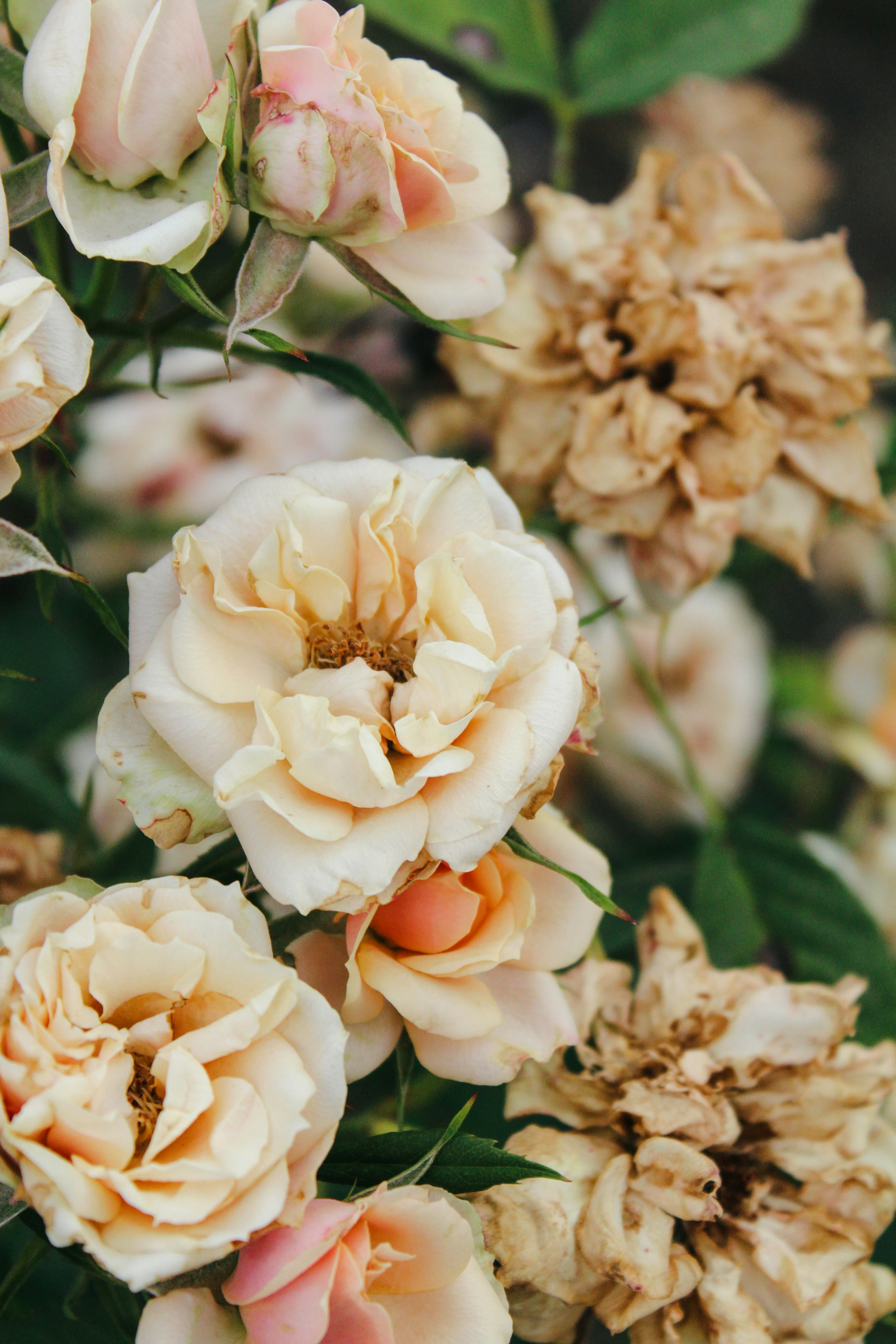 Photo by giorgiotrovato