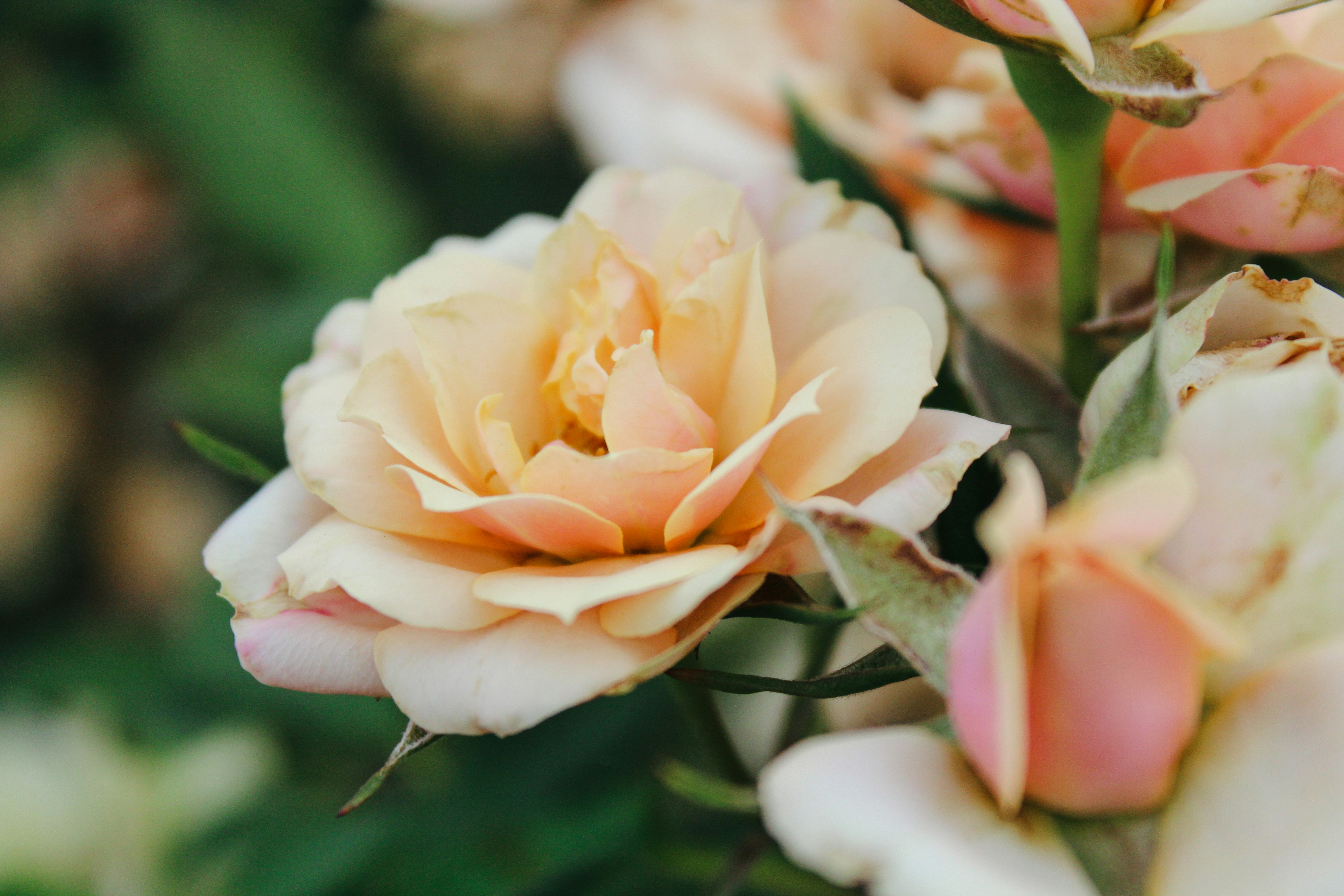 Photo by giorgiotrovato