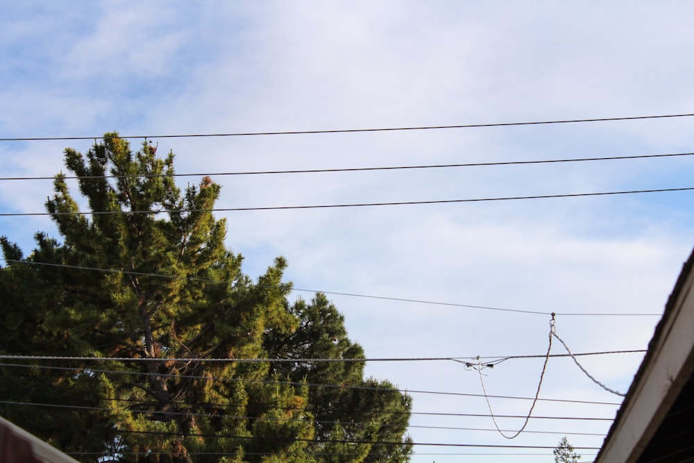 power lines and trees against a blue sky