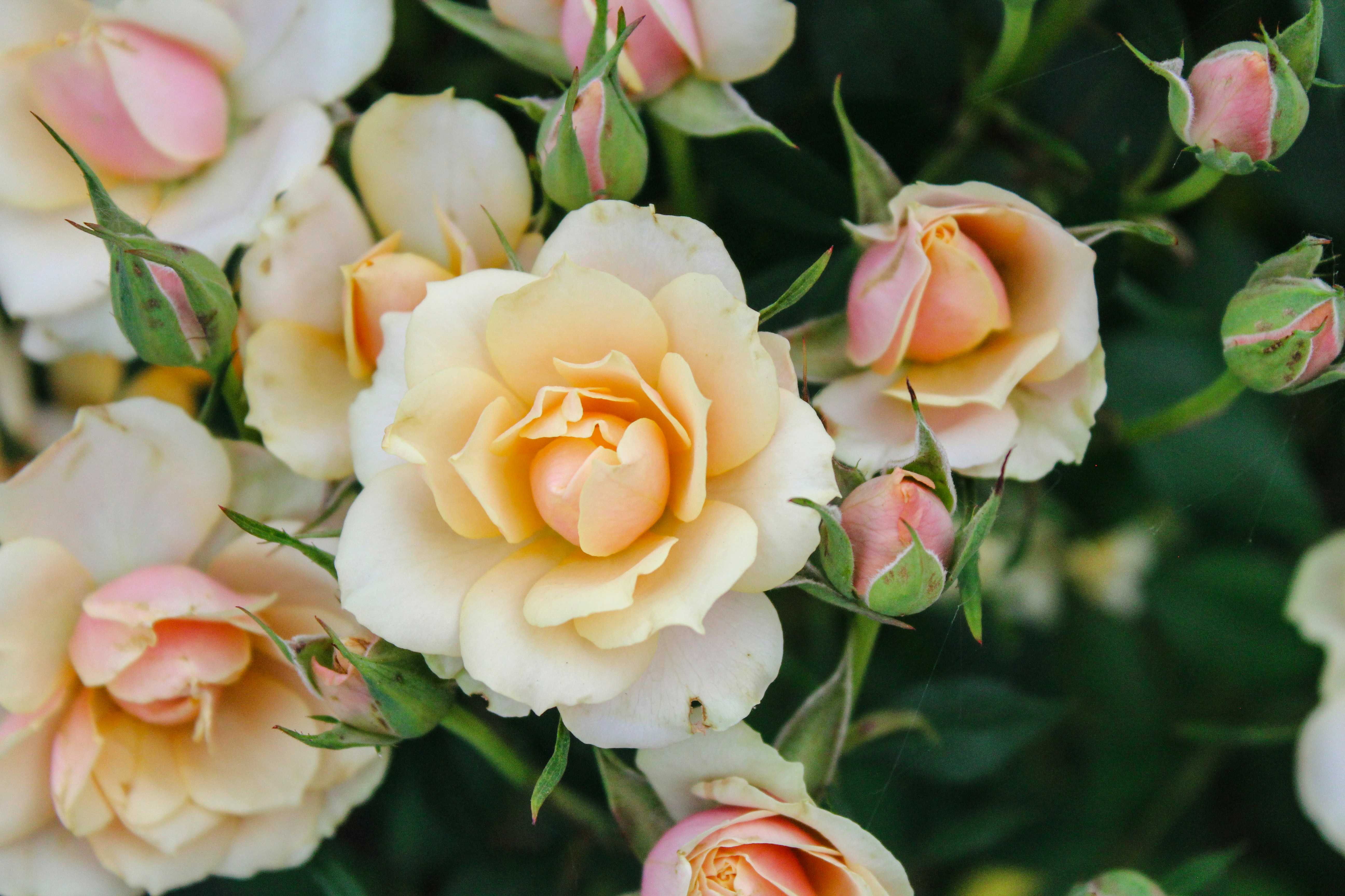 Photo by giorgiotrovato