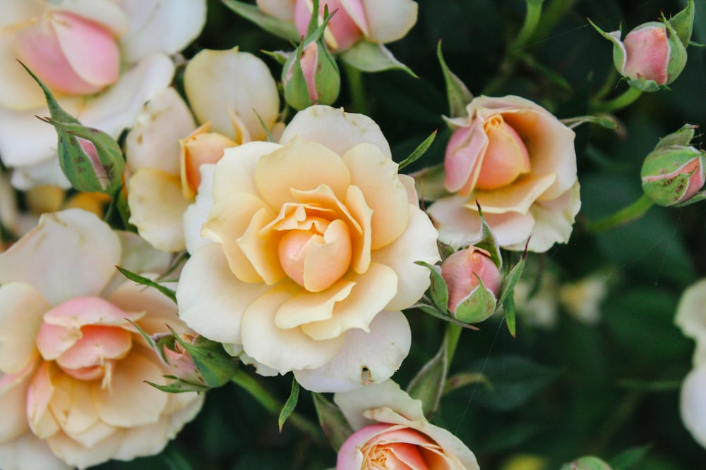 a close up of a bunch of pink and white flowers