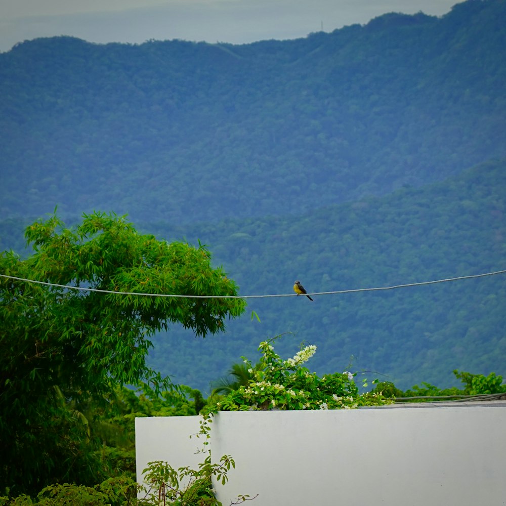 a bird sitting on a wire in front of a mountain