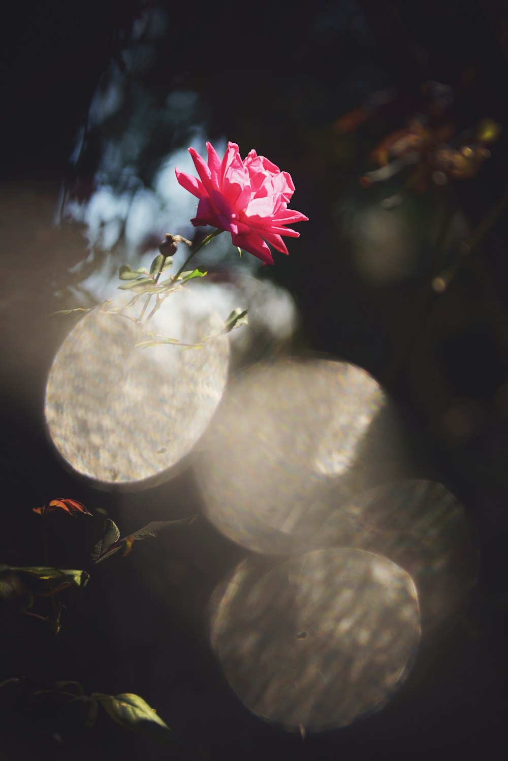 a pink flower sitting on top of a tree branch