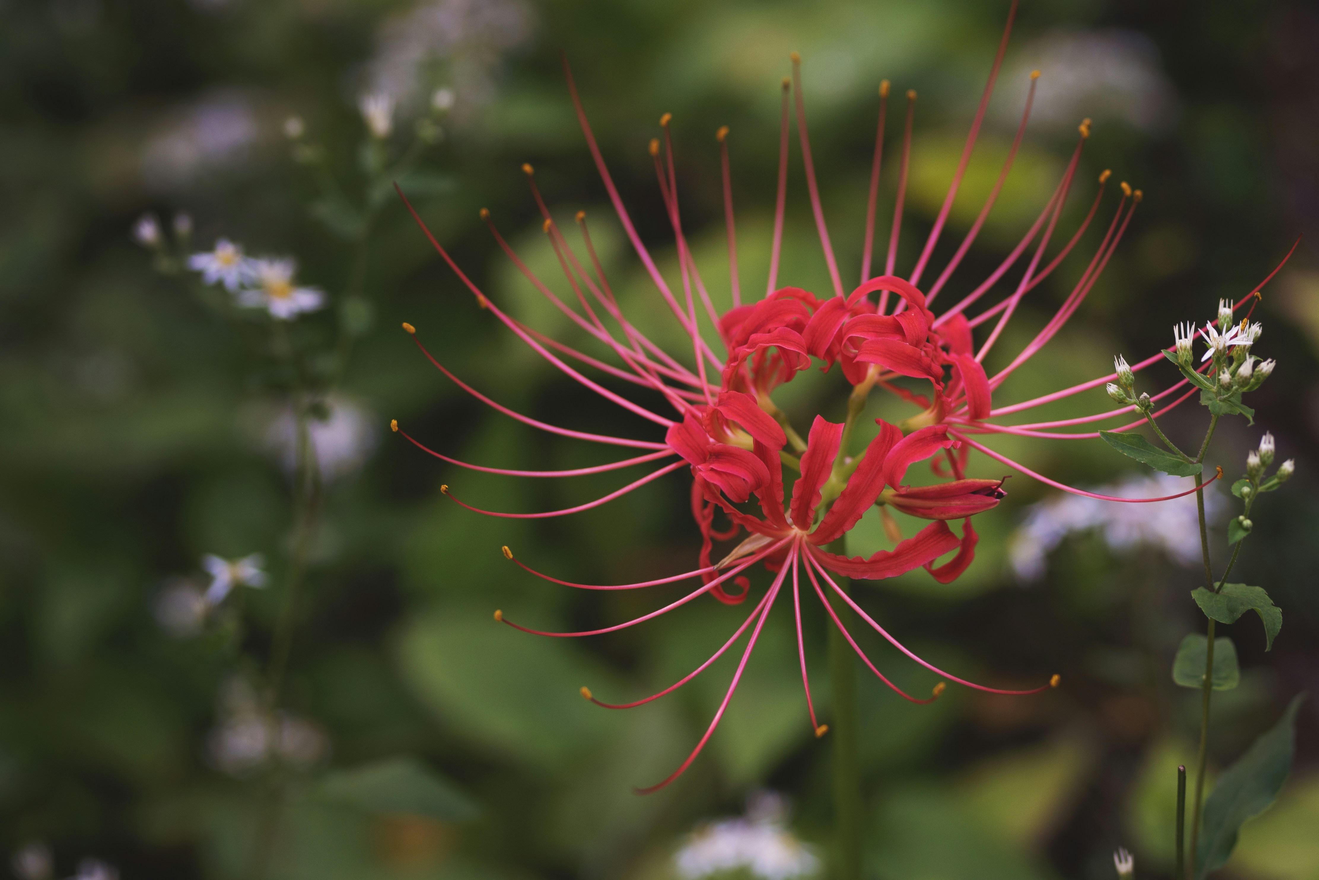 植物の赤い花のクローズアップ