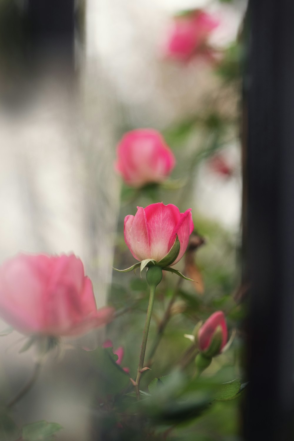 a close up of a bunch of pink flowers