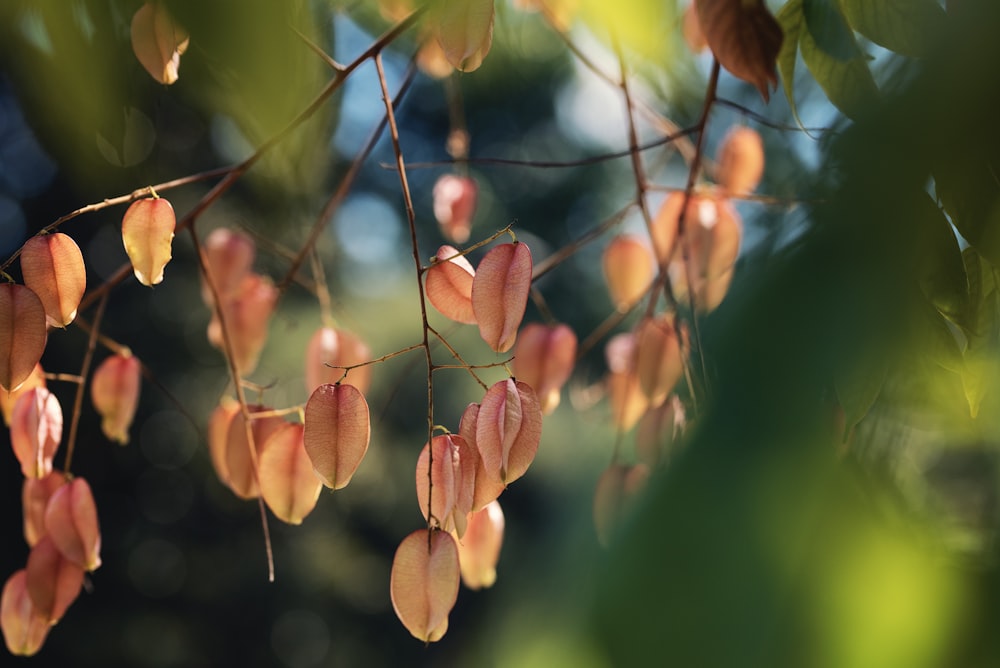 a bunch of flowers hanging from a tree