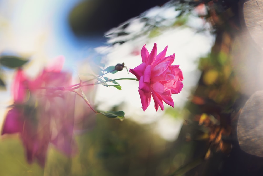 a close up of a pink flower with a blurry background