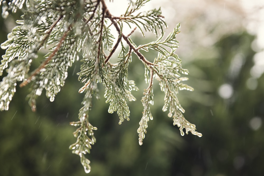 a close up of a tree branch with drops of water on it