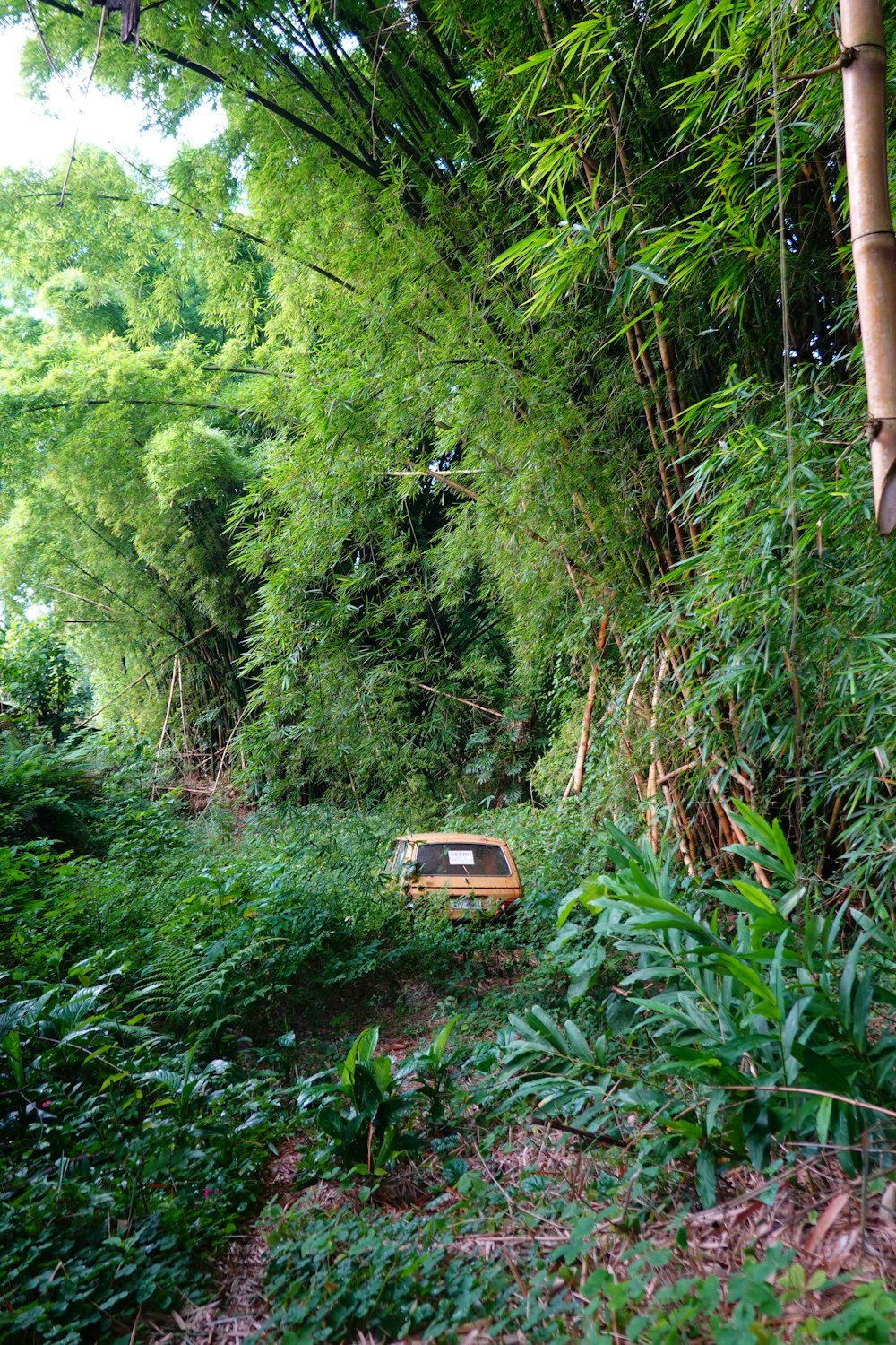 a car is parked in the middle of a jungle
