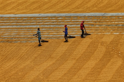 Three people are working outdoors on a large flat surface covered in grains. They are using tools that resemble wide, flat rakes to evenly spread the grains across the surface. The ground is sectioned, likely to ensure even drying or processing. The sunlight casts shadows, suggesting it is daytime.