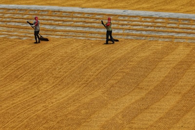 The Shahzad brothers inspecting wheat quality at the mill.