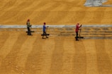 Three people are working on a large expanse of a golden-brown surface, possibly drying grains or seeds. Each person holds a flat tool or rake to spread the material evenly. They are walking in line, wearing bright clothes and headscarves.