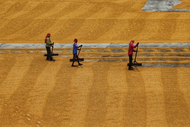 Three people are working on a large expanse of a golden-brown surface, possibly drying grains or seeds. Each person holds a flat tool or rake to spread the material evenly. They are walking in line, wearing bright clothes and headscarves.