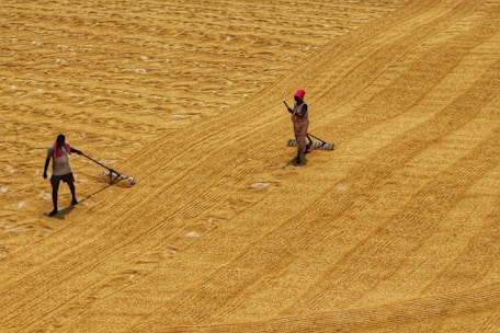 Farmers harvesting crops under the warm Mauritanian sun, showcasing teamwork and dedication.