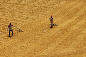 Women carefully loading fresh produce into solar dryers under the bright Rajasthan sun