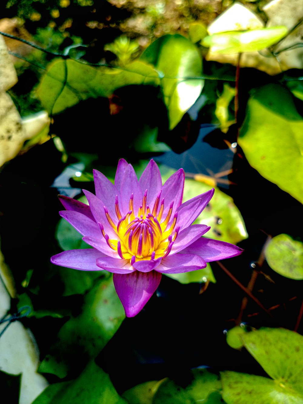 池の紫と黄色の睡蓮