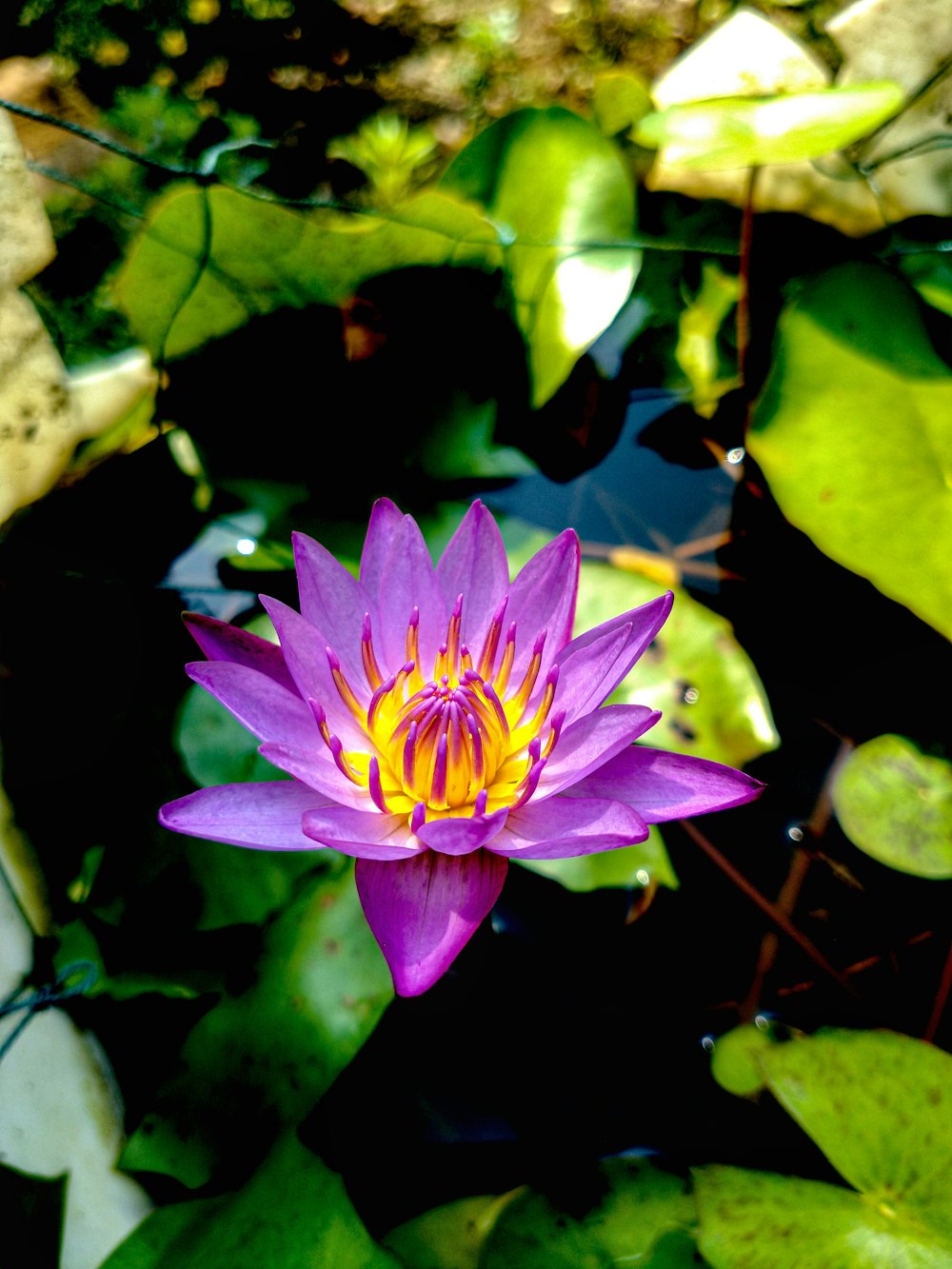 a purple and yellow water lily in a pond