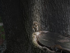 A squirrel is perched on a large tree trunk, surrounded by textured bark. The scene is dimly lit with the squirrel looking directly at the viewer, holding something between its paws. Another squirrel can be seen partially obscured at the bottom of the image.