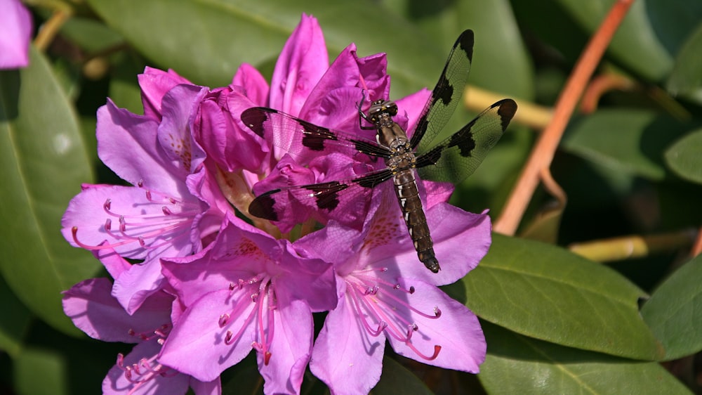 a bug sitting on top of a purple flower