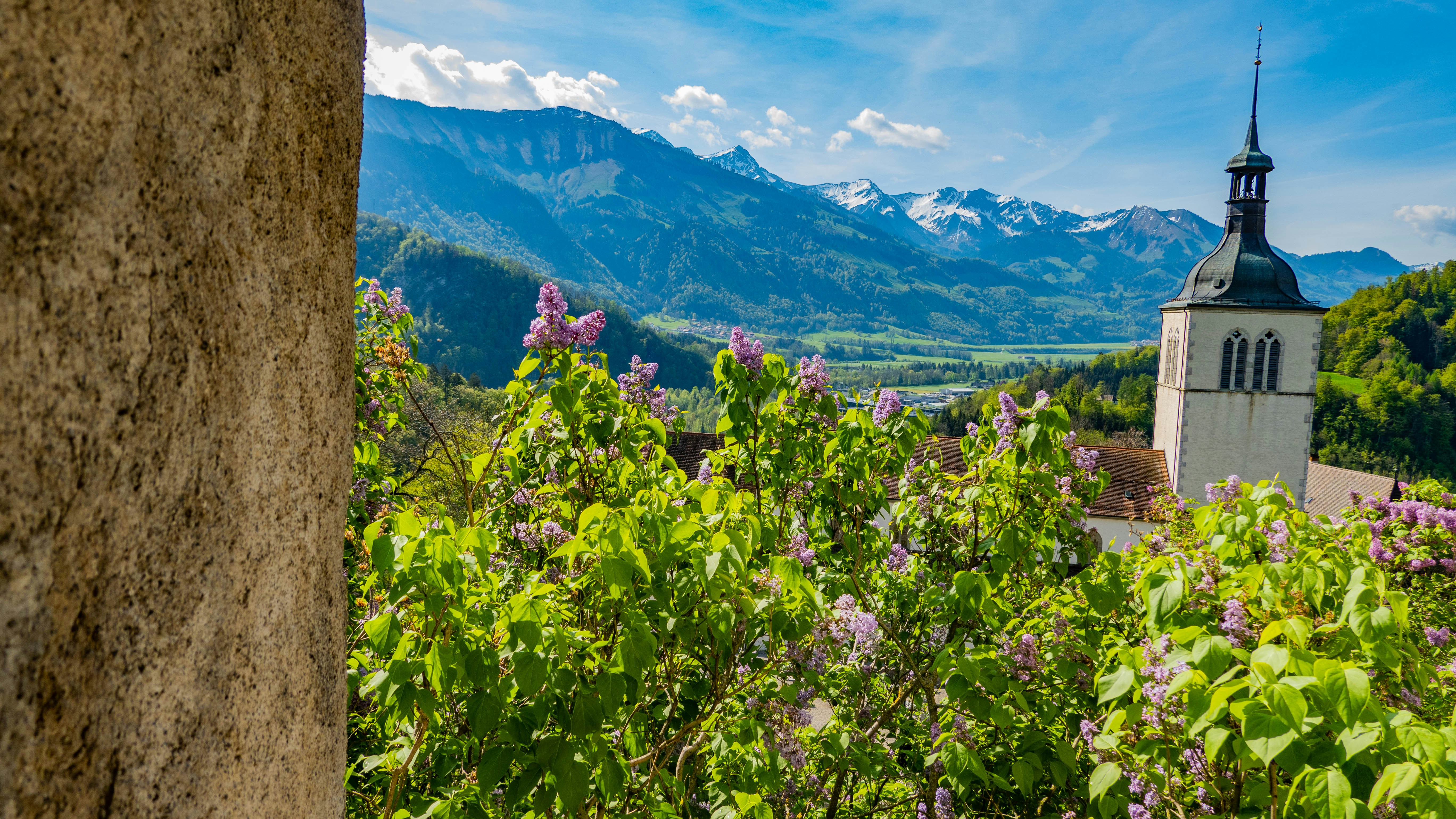 a church tower in the middle of a lush green forest