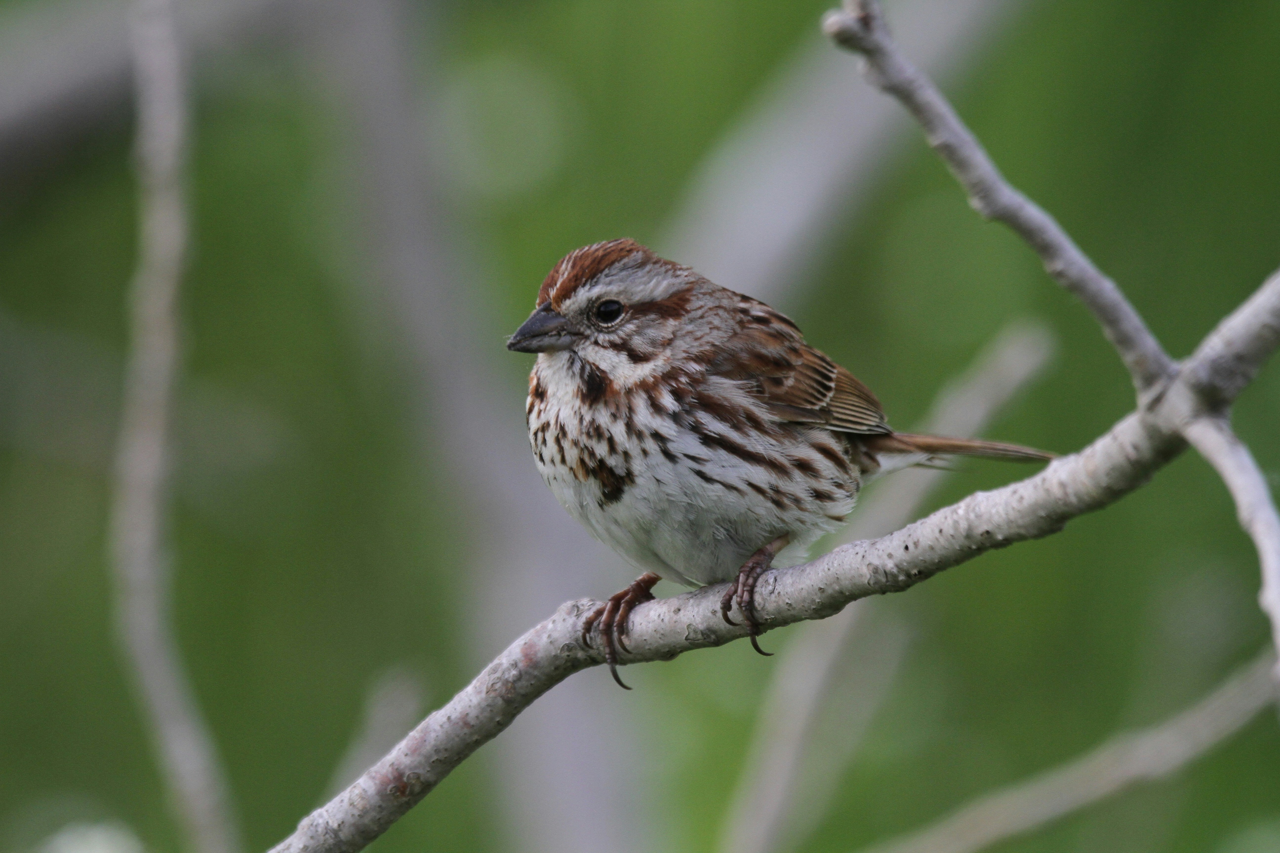 Photo by naturelensephotographer
