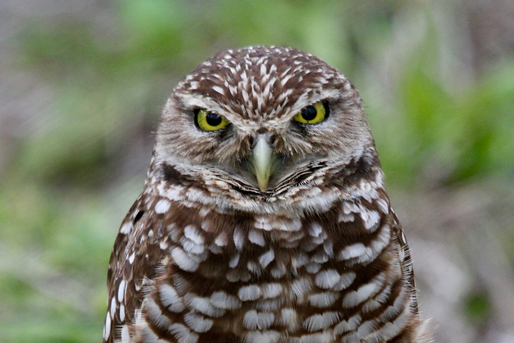 a close up of a small owl with yellow eyes