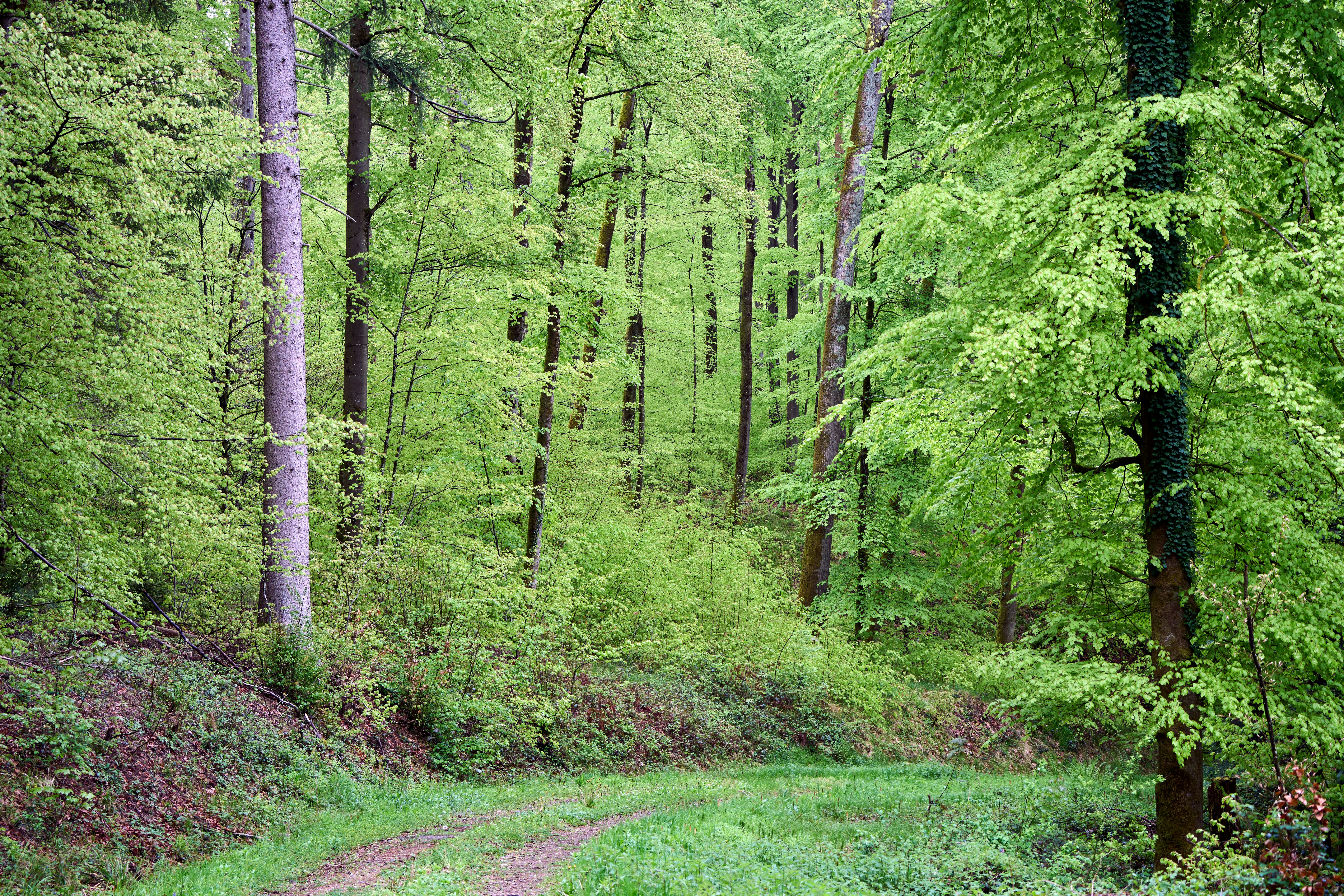 Photo by wolfgang_hasselmann