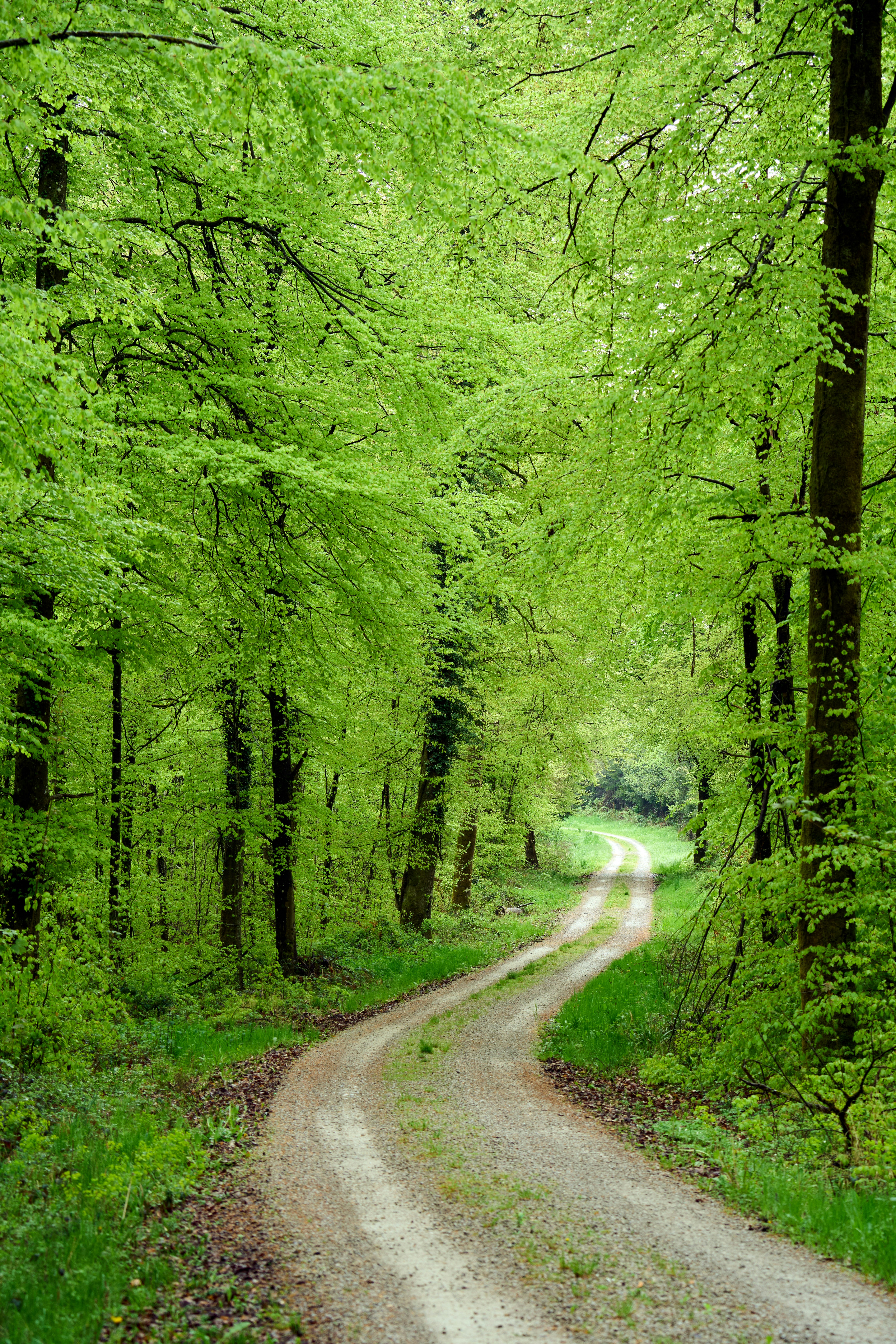 Photo by wolfgang_hasselmann