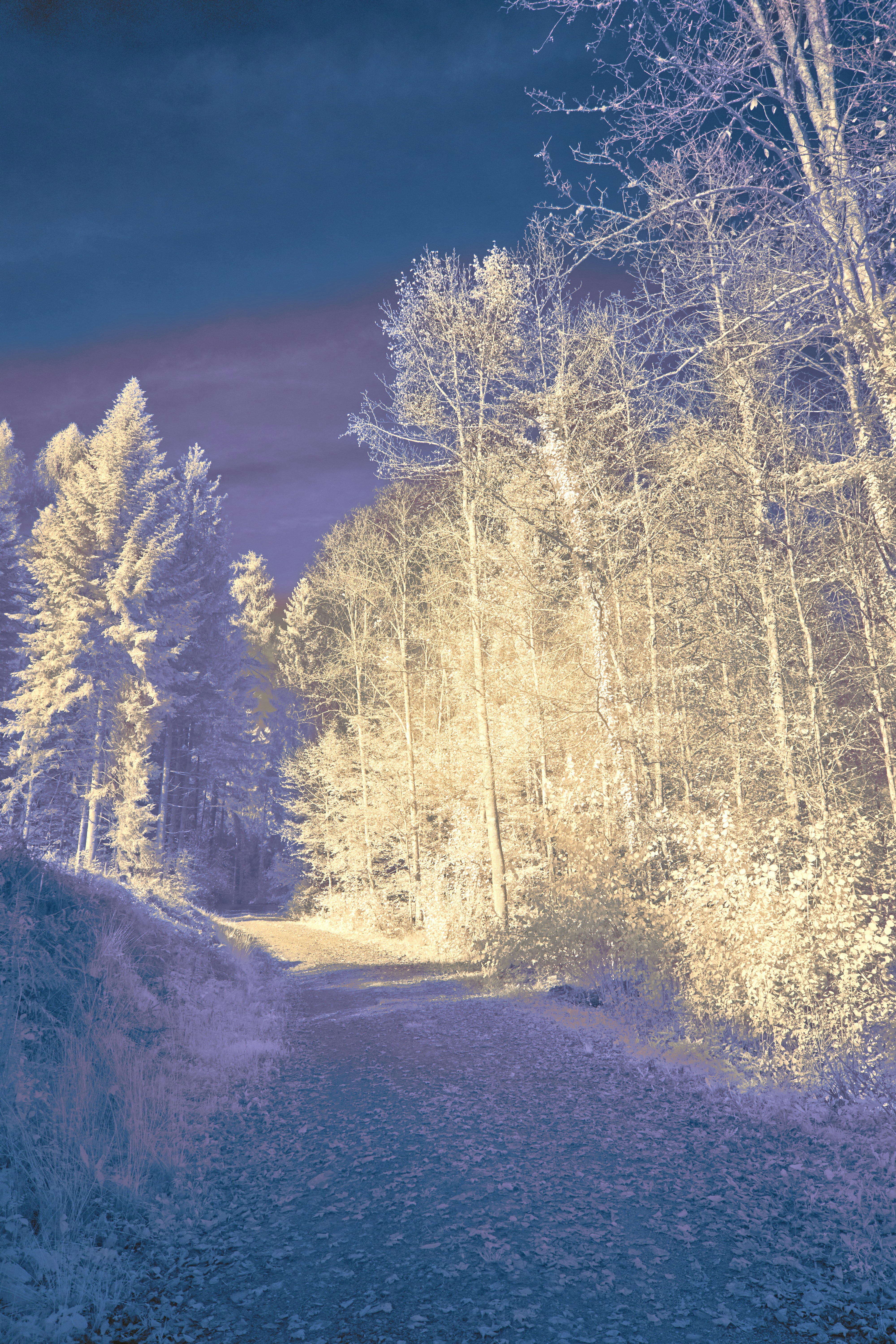 Photo by wolfgang_hasselmann