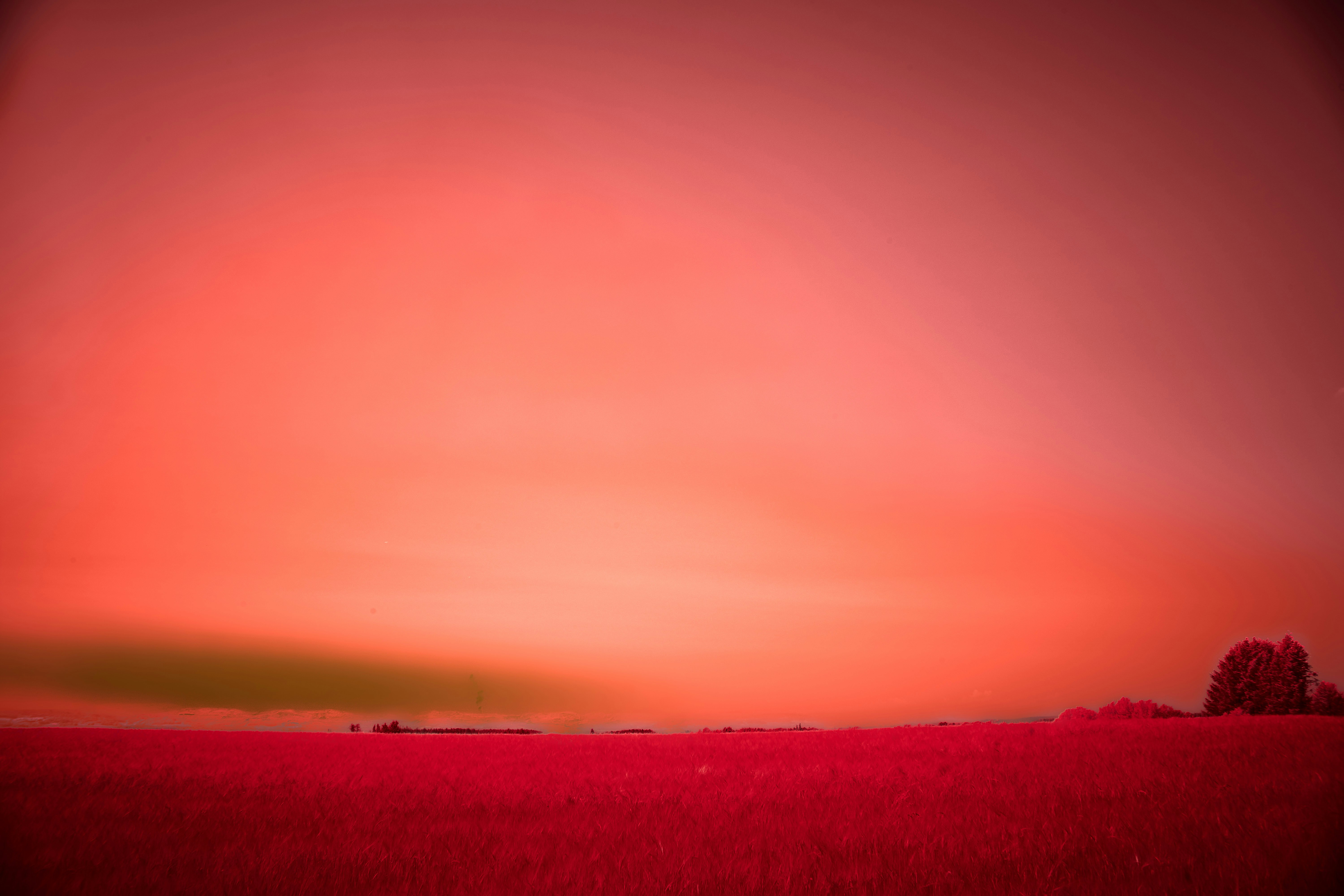 Photo by wolfgang_hasselmann